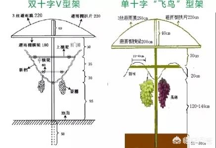 南方葡萄种植技术大全:葡萄苗栽种第一年的种植管理技术要点？