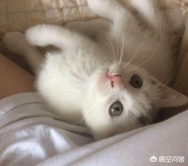 微信土耳其梵猫表情包:有没有猫咪表情包值得分享？ 土耳其梵猫动图表情包