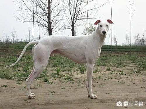 辛集灵提犬:灵缇幼犬腿站不直的原因是什么？
