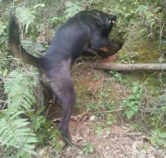 莱卡犬打猎视频:广西土猎犬的狩猎能力怎么样？比的过比特犬吗？为什么？