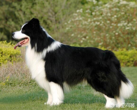 古牧犬掉毛吗:古牧犬掉毛厉害吗 牧羊犬掉毛怎么对付，牧羊犬掉毛会好吗？
