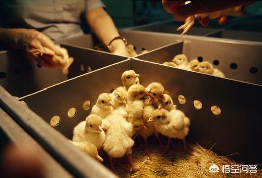 鸡球虫疫苗怎样储存:小鸡苗出壳半个月内要打哪些疫苗？要怎么打？