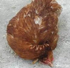 仔猪传染性脑脊髓炎:鸡产蛋下降综合症是什么病，鸡产蛋下降综合症防治？
