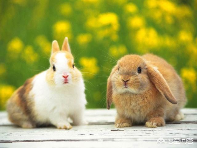兔子眼里有异物是咋回事，兔子眼角里面有点红肿，兔子眼角发红起泡怎么回事啊