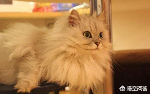 猫咪吃什么天然猫粮好:金吉拉猫吃什么猫粮好呢？