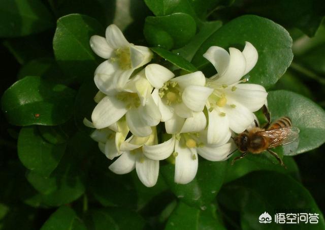 头条问答 柑橘开花需要授粉才能结果和不落花落果吗 7个回答