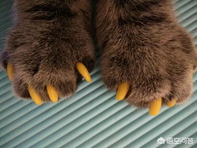 让猫踩奶是什么意思:猫为什么喜欢在我身上磨爪子？是所有猫都有这个爱好么？