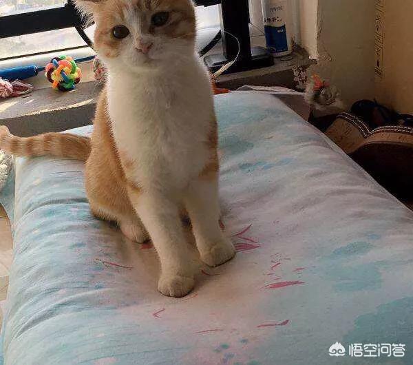 西伯利亚森林猫过敏:养猫的人对猫毛过敏是什么体验？