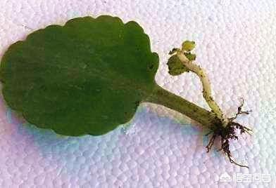 长寿花的繁殖方法图解:长寿花的繁殖方法图 长寿花的叶子，能培养出幼苗长寿花吗？