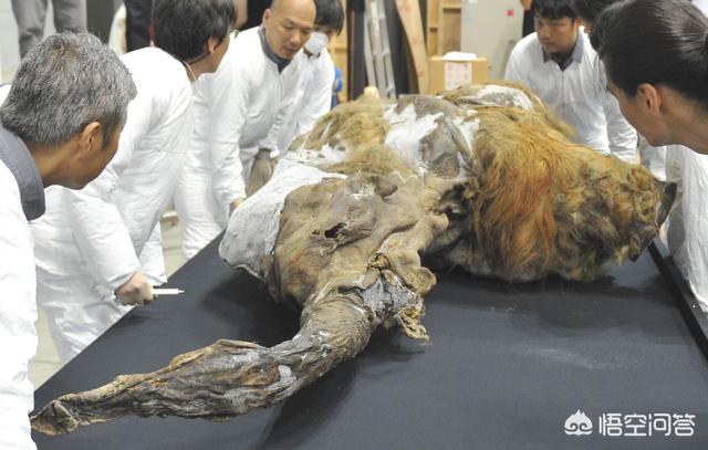 远古巨兽大复活旋齿鲨:远古巨兽旋齿鲨 日本有望复活已灭绝的猛犸象，是真的吗？