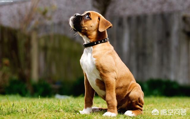 秋田犬八千電影趨勢:如果狗主人去世后，狗会记住狗主人多久？有何依据？