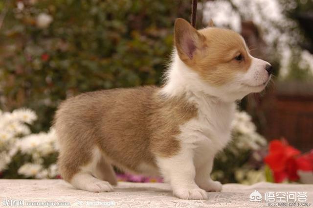 秋田犬八千電影趨勢:如果狗主人去世后，狗会记住狗主人多久？有何依据？