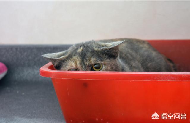 猫咪血尿可自己好么:猫咪尿血常见吗，猫咪尿血如何对付？