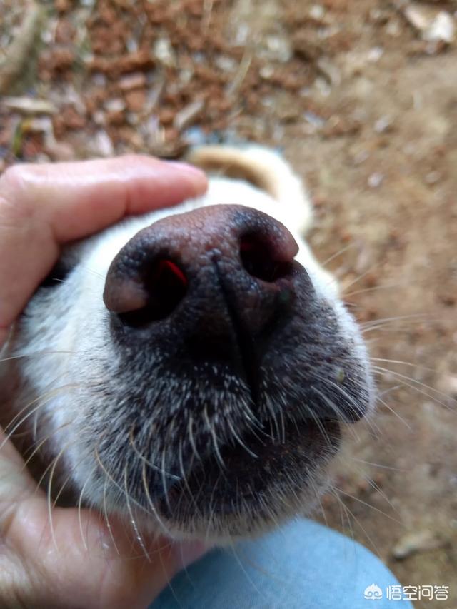 我们要如何看大狗才知道它是猎狗呢?(1个回答)