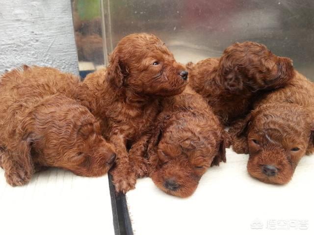 宠物狗泰迪价格:小泰迪犬大概多少钱一只？怎么样？
