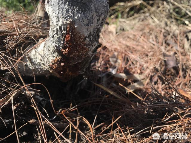 金毛虫:苹果开花后打药用什么药？