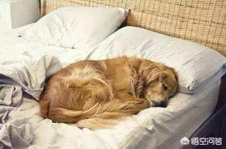 吹替宠物的秘密生活:催眠是心理暗示吗，它是否可以激发人类内心的潜意识？