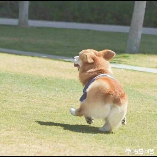 听话的柯基犬怎么训练:饲养柯基犬，需要注意哪些雷区不能踩？