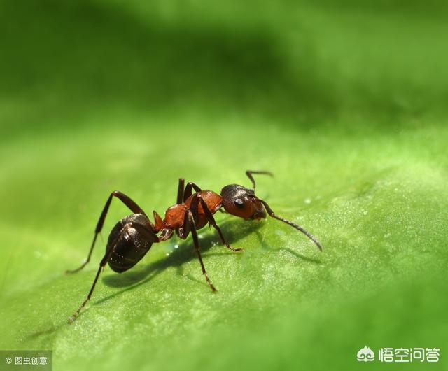 花盆灭蚂蚁最有效的方法:花盆里有蚂蚁和小飞虫怎样防治？