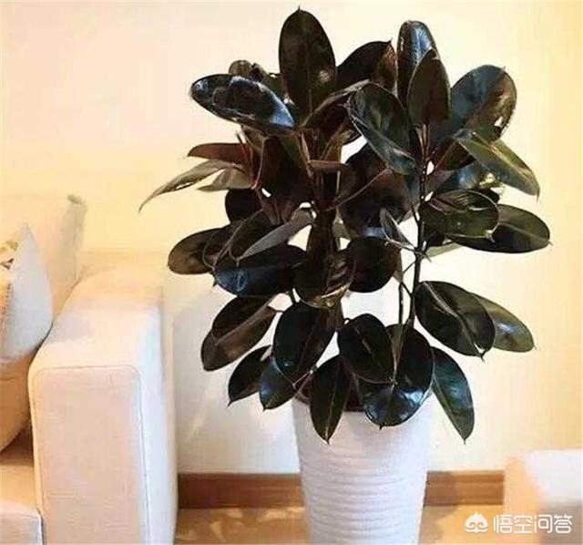 印度橡皮树如何叶插:橡皮树底部发了许多小芽是什么情况？