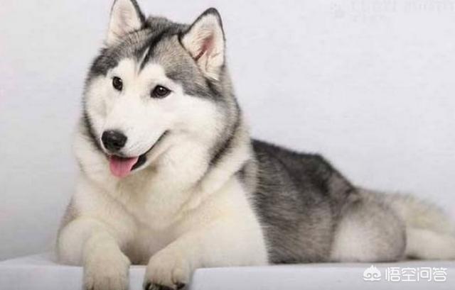 法国斗牛犬性格亲人:狗狗能看出主人性格？哪些狗狗看出主人哪些性格？