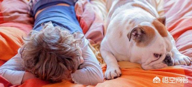 法国斗牛犬性格亲人:狗狗能看出主人性格？哪些狗狗看出主人哪些性格？