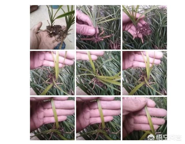 蛇尾兰相似:春兰、惠兰、建兰、寒兰、墨兰分别有哪些明显的区别？