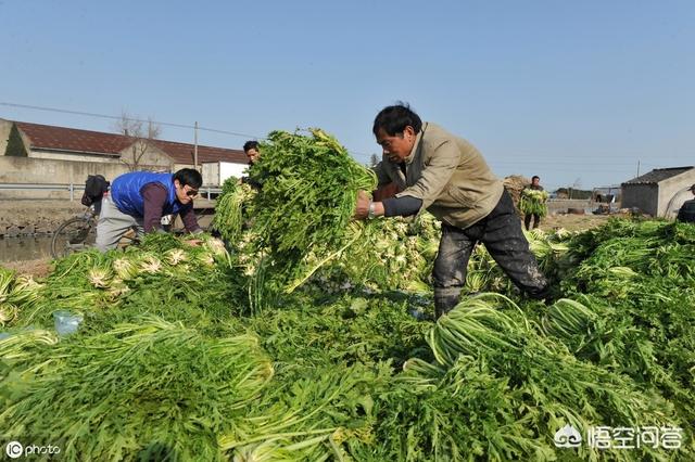 野菜真假马齿苋图片:野菜马齿苋的做法 农村具有“清热解毒”的野菜有哪些？