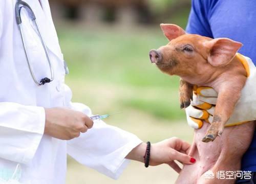 兽用狂犬疫苗种类:在农村养猪常用的疫苗有哪些？如何正确使用疫苗？