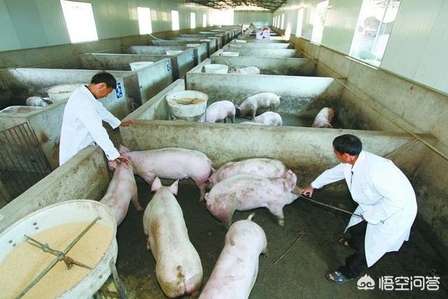 兽用狂犬疫苗种类:在农村养猪常用的疫苗有哪些？如何正确使用疫苗？