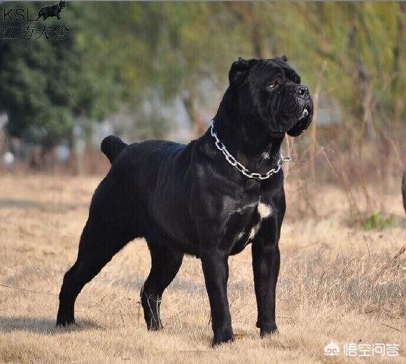 世界十大猛犬都叫啥名:卡斯罗在世界猛犬中咬合力能排第几？
