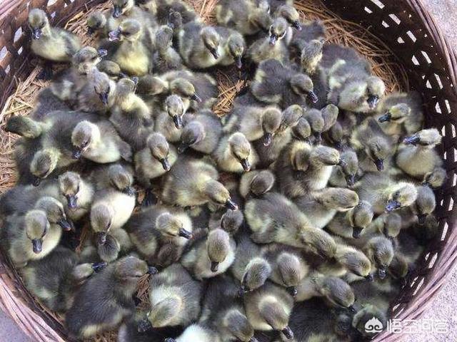 春天农庄akc:春天农村散养小鹅需要注意那些问题？ 春天农庄的作文