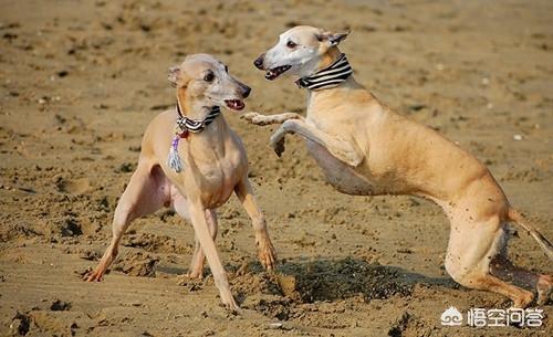 格力犬图片:格力犬补钙吃煮鸡蛋，格力犬吃煮鸡蛋能补钙吗？