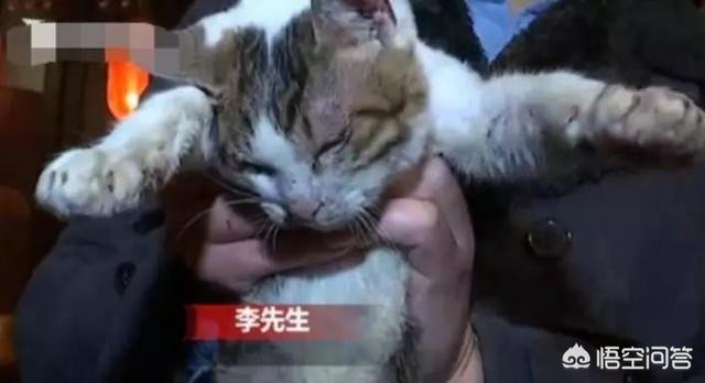何兴丽摔狗案件:中国留学生虐猫被控告，你怎么看？