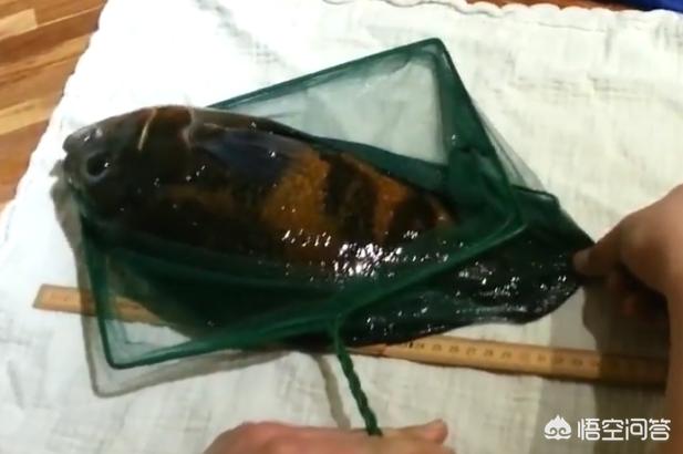 地图鱼北京宠物论坛:地图鱼打架掉鳞烂肉，侧躺缸底一动不动，怎么办？