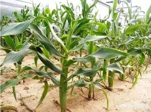 细小是什么病用什么药:玉米粗缩病用什么药可以防治？ 狗细小病用什么药治疗