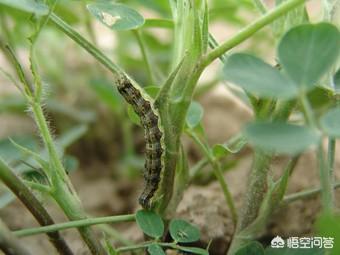 花生黑蚜虫怎么防治:种植花生，常见的病虫害有哪些？该如何防治呢？