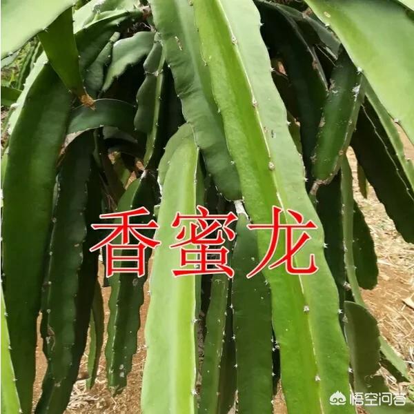 贵州红色吸蜜鹦鹉:五倍子在什么条件下流蜜？