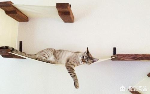 埃及猫:埃及猫尿不出来正常吗？埃及猫尿不出来有解决办法吗？