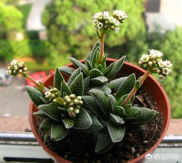 玉怎么样才算被养活了,怎么样才能看出移栽大银杏树是否成活呢？