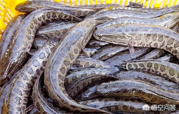海中凶猛鱼类图片:有没有人知道这是什么鱼？