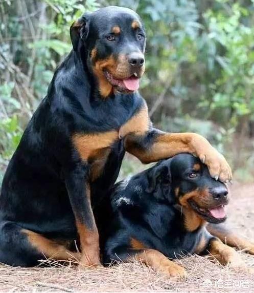 一位忠诚的守望犬:什么狗狗最忠诚，会为主人卖命一辈子？