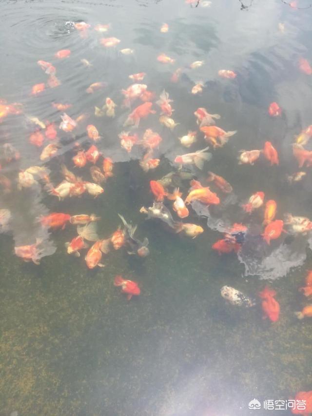 19天鹤顶红图片:鹤顶红金鱼头顶两侧有小白点，老是被其它金鱼咬，是生病了吗？