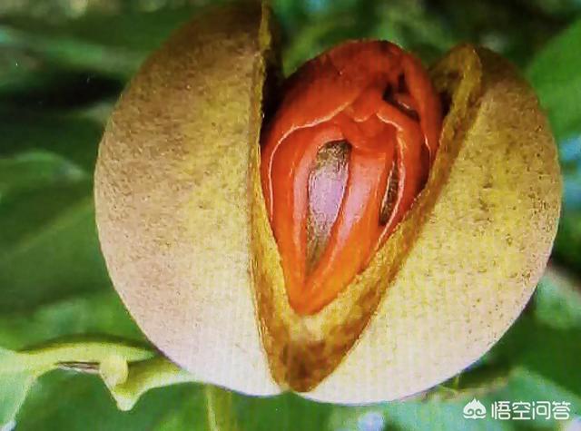 古人为什么要用豆蔻形容少女