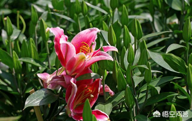 百合花怎么水养,百合花发芽后应该怎么浇水？