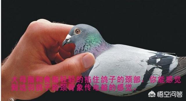 楚雄太阳鸟赛鸽中心:饲养赛鸽，养“太阳鸟”比赛合适吗？