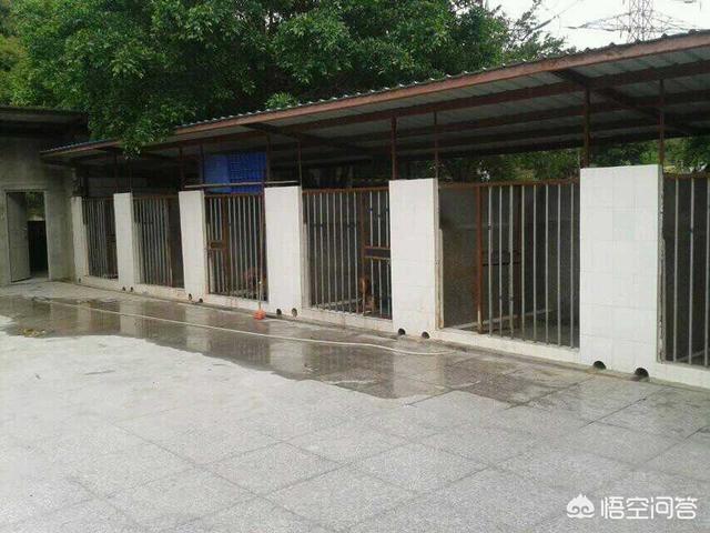 宠物婚配生意越来越火:开宠物“托养所”市场前景怎么样？