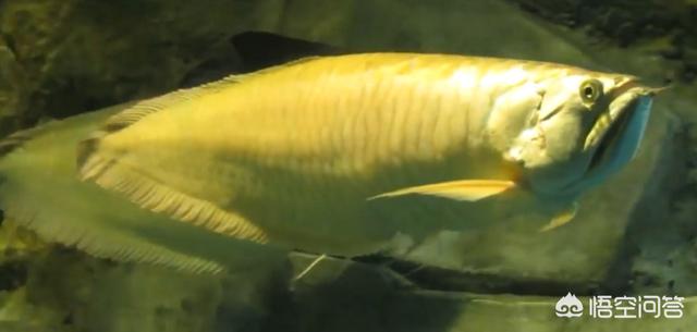 银龙鱼常见病有哪些，银龙鱼和金龙鱼怎么突然不进食,什么原因
