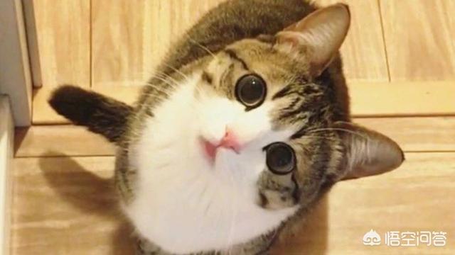 吸猫什么意思啊:吸猫什么意思啊怎么还有罪 为什么有的人天生就会被猫咪亲近呢？