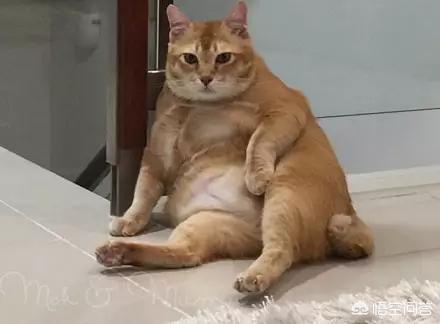 如何养胖橘猫:橘猫为什么比一般的猫要胖？
